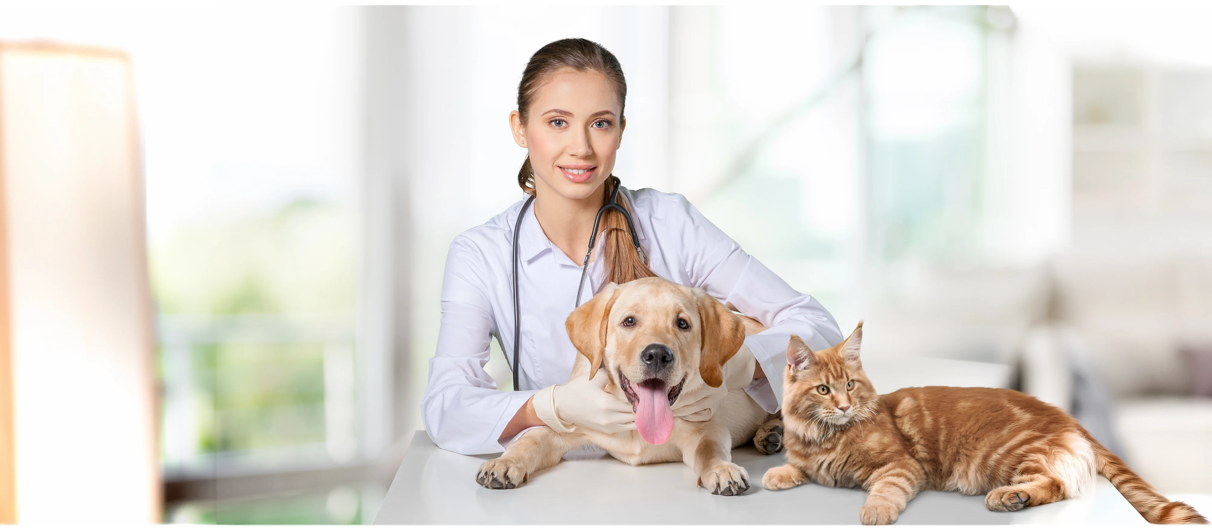 Vétérinaire avec un chien et un chat
